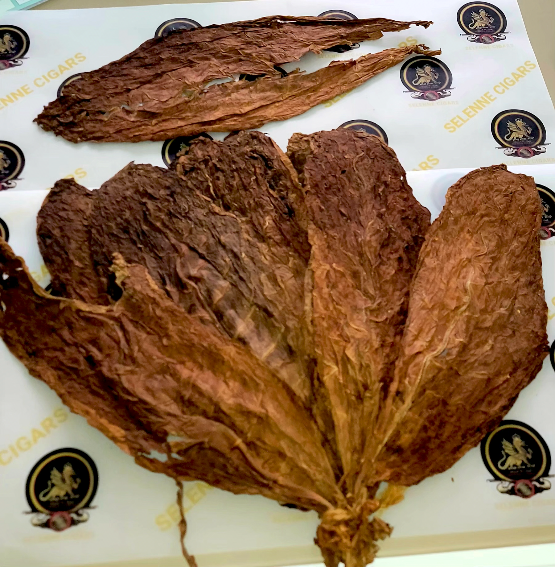 Selenne Cigars founders and Dominican origin story